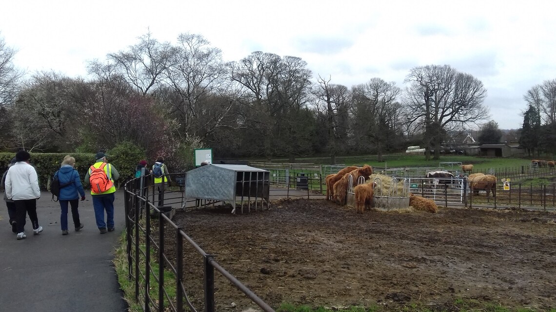 Graves Park with highland cattle