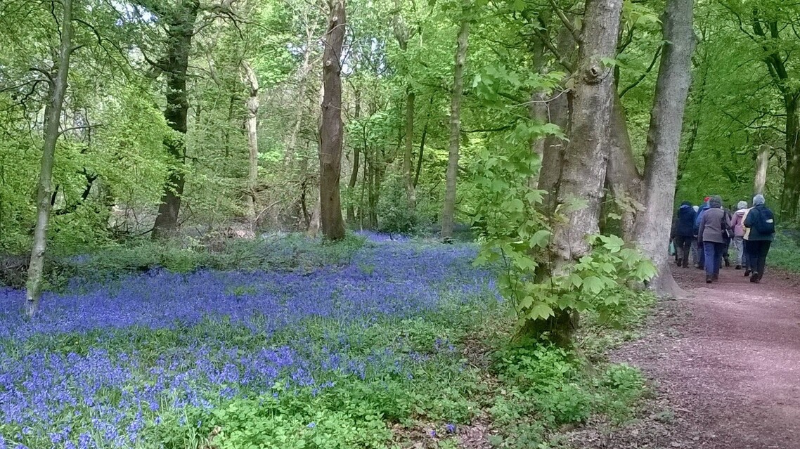 Wheats woods in Spring 2018