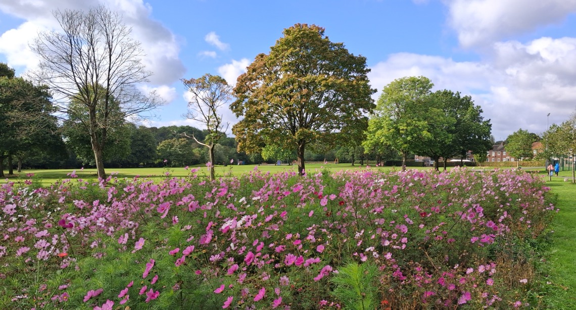 Flower meadow Lowedges Park Sep 2026