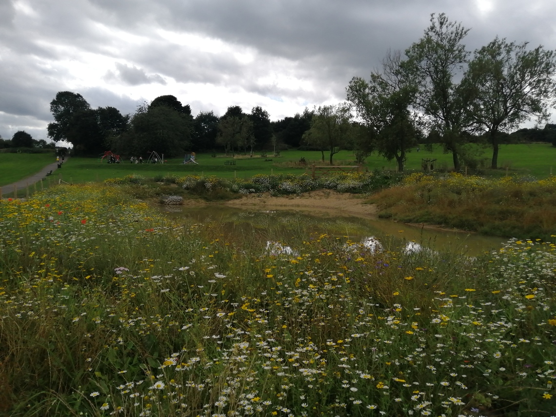 Richmond wildflower pond 2023
