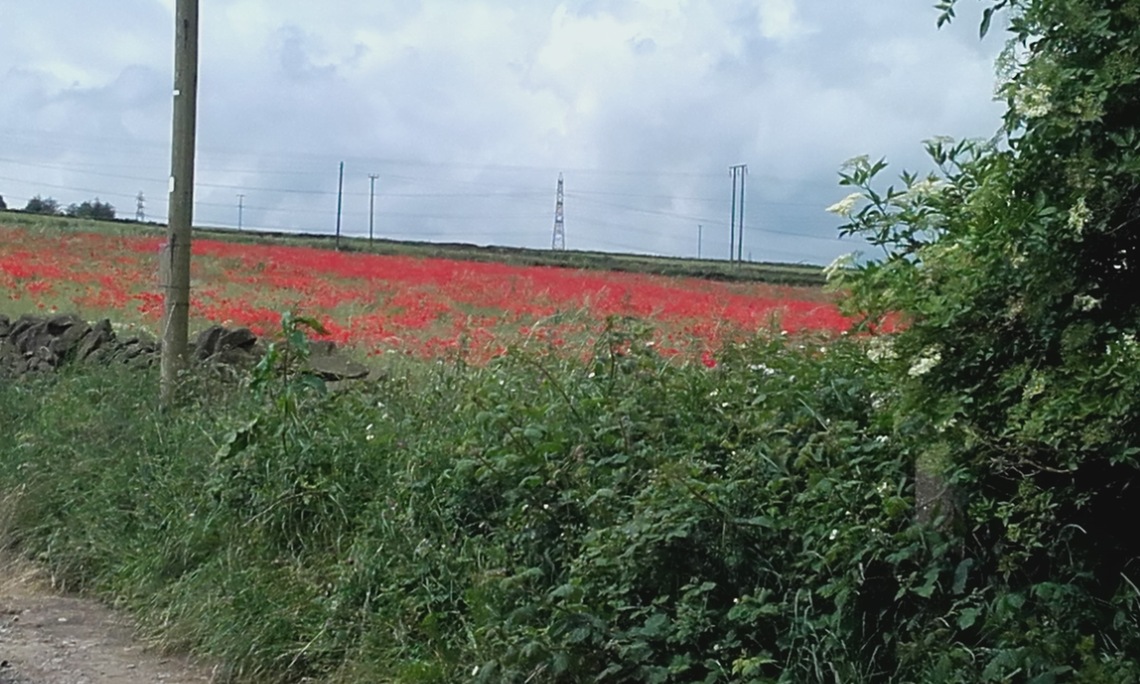 Stocksbridge at Oxspring 2016 - poppies