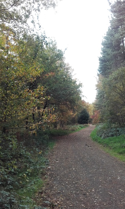 Stocksbridge at Wheata Woods Jan 2016 2
