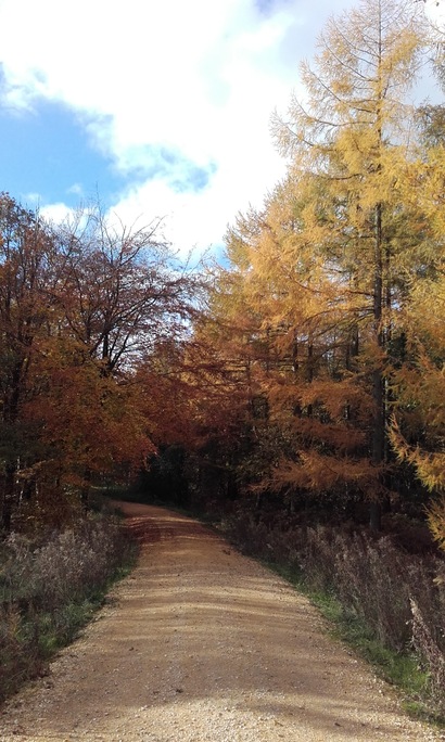 Stocksbridge at Wheata Woods Nov 2016 - 1
